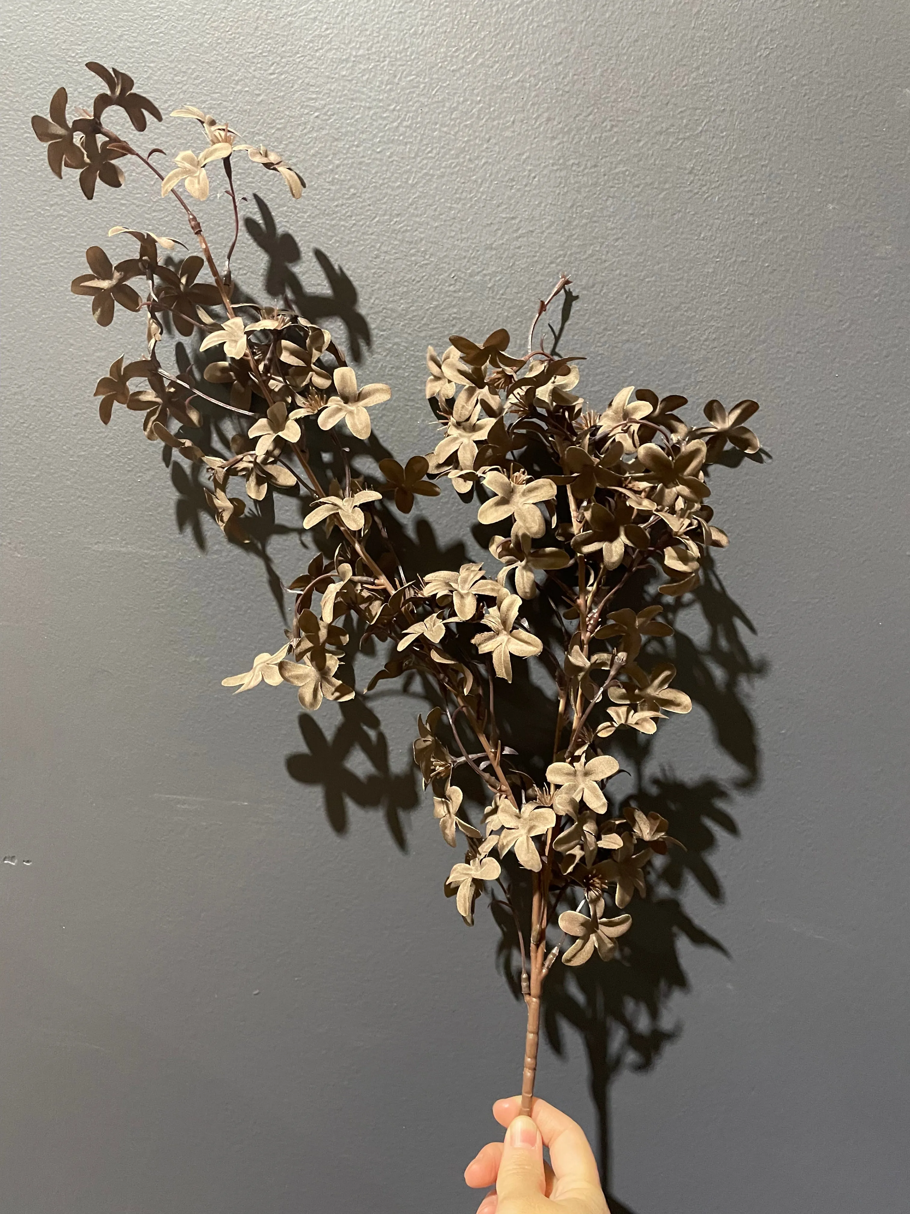 Clove Chocolate Brown